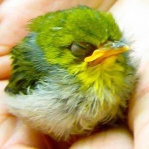 Meet your Posher, Sonia